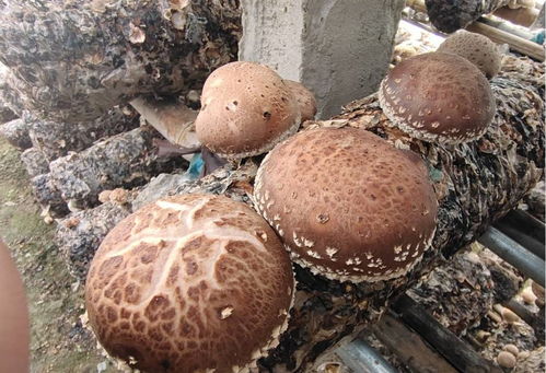 菌臨天下 小蘑菇敲開(kāi)鄉(xiāng)村振興致富門(mén)