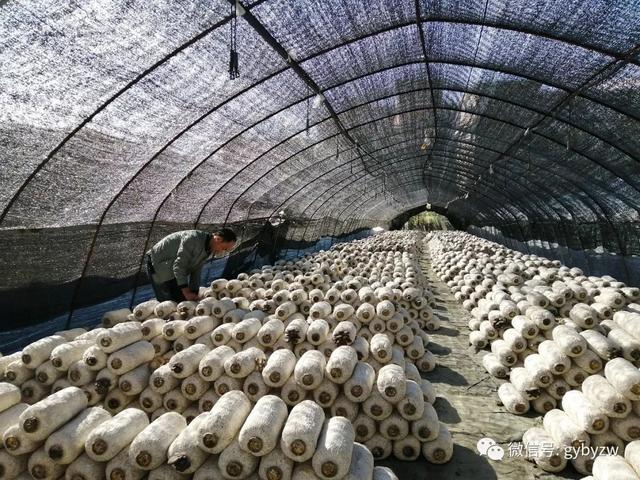 全力打造“產業新城、品質白云”系列報道之一 小菌種撬動大產業，白云區食用菌培育走出新路徑
